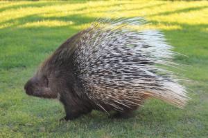 Processing Dancing with a Porcupine Part 3