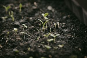 God Was With You in the Dark Soil