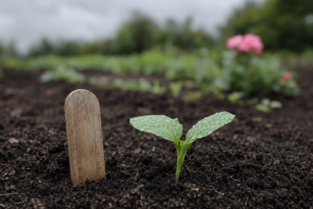A young garden seedling coming up through dark soil next to a garden marker, soft rain droplets on the leaves, warm overcast light, blurred rows of a Kentucky garden behind. Green and earth tones with a blush-pink bloom out of focus in the background. No people, no text.
