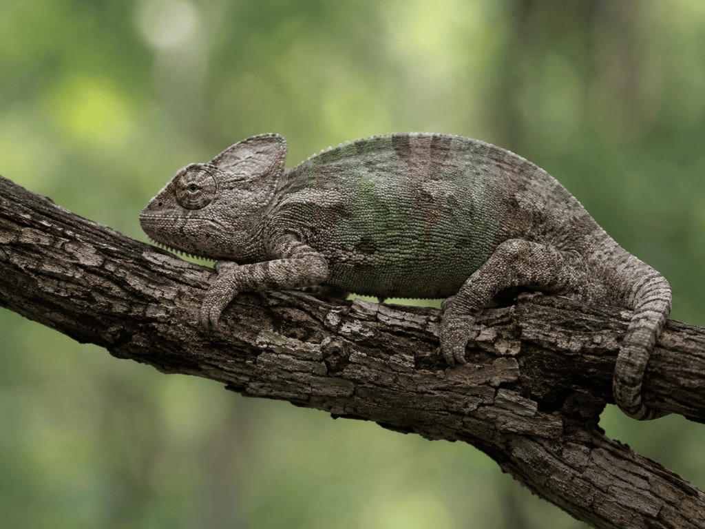 A chameleon on a branch mid-color-change, representing the fawn trauma response and losing yourself to match every room.