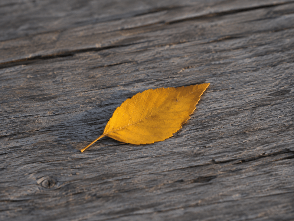 A single yellow leaf resting on weathered porch boards in late afternoon light, representing the September series on when things fall away.