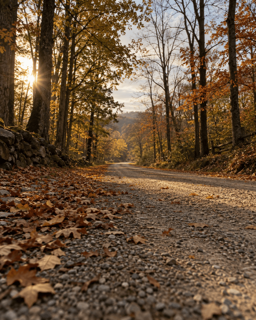 Sunlight coming through half-bare fall branches over a gravel road