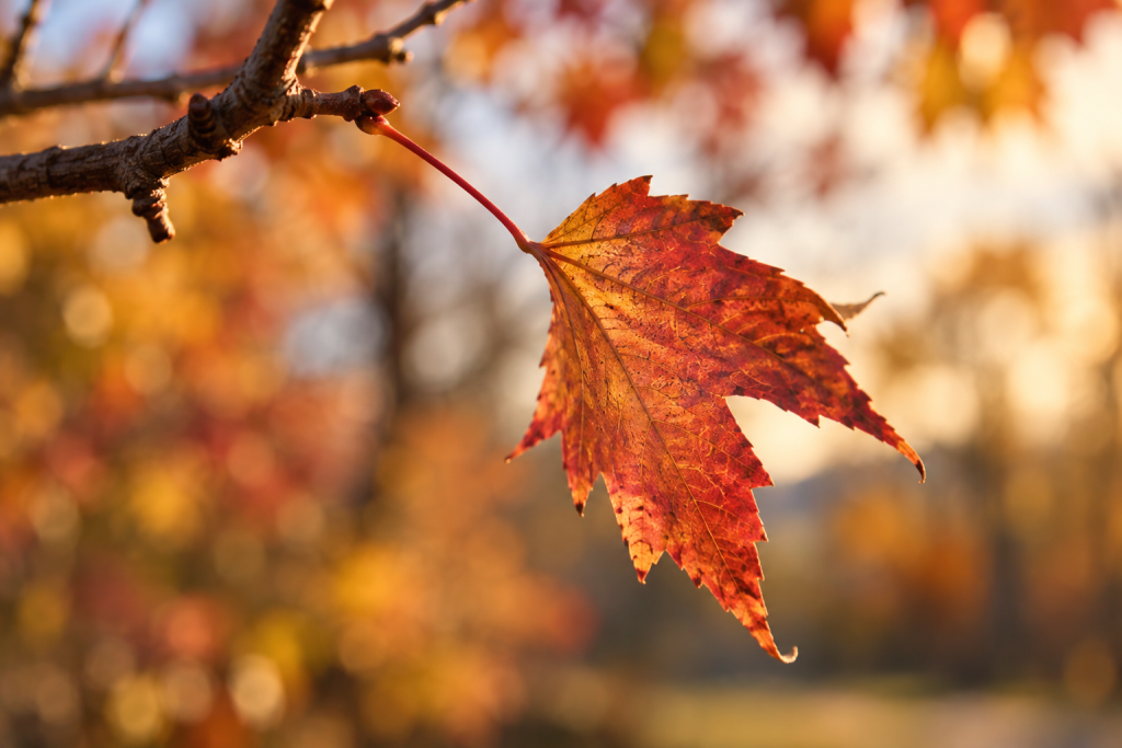 Close-up of a maple leaf separating from a branch