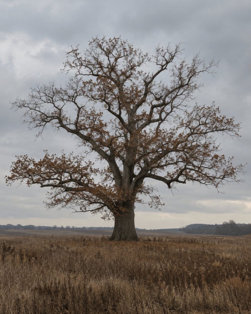 A half-bare oak standing alone in a field under gray sky