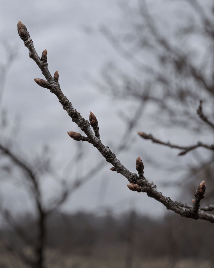 A dormant bare branch with tight buds already formed on it