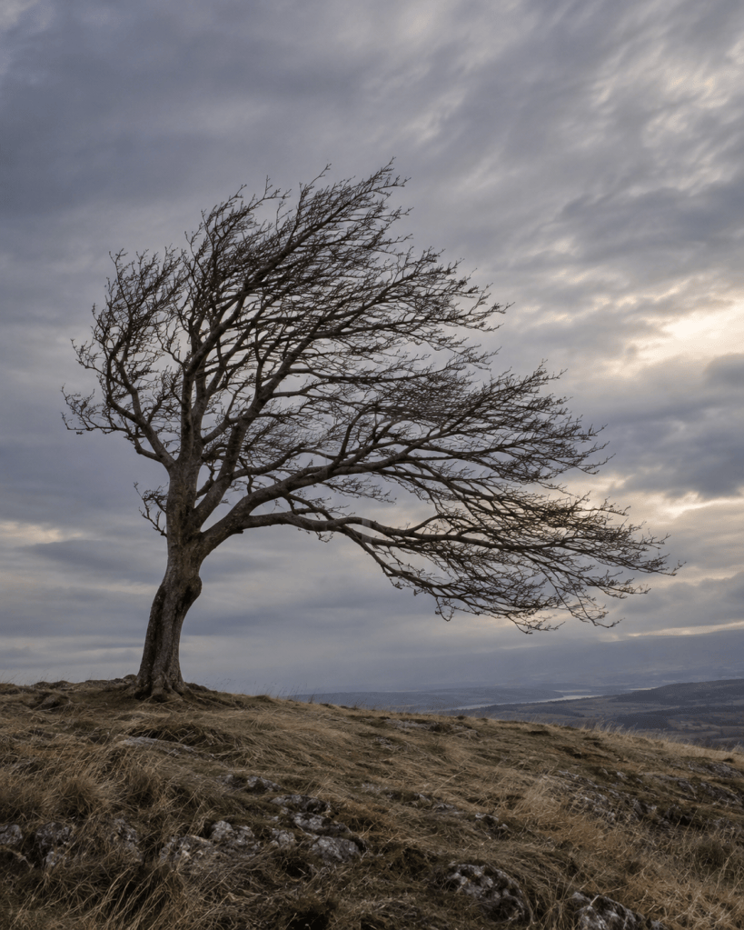 A bare tree standing in high wind with branches holding