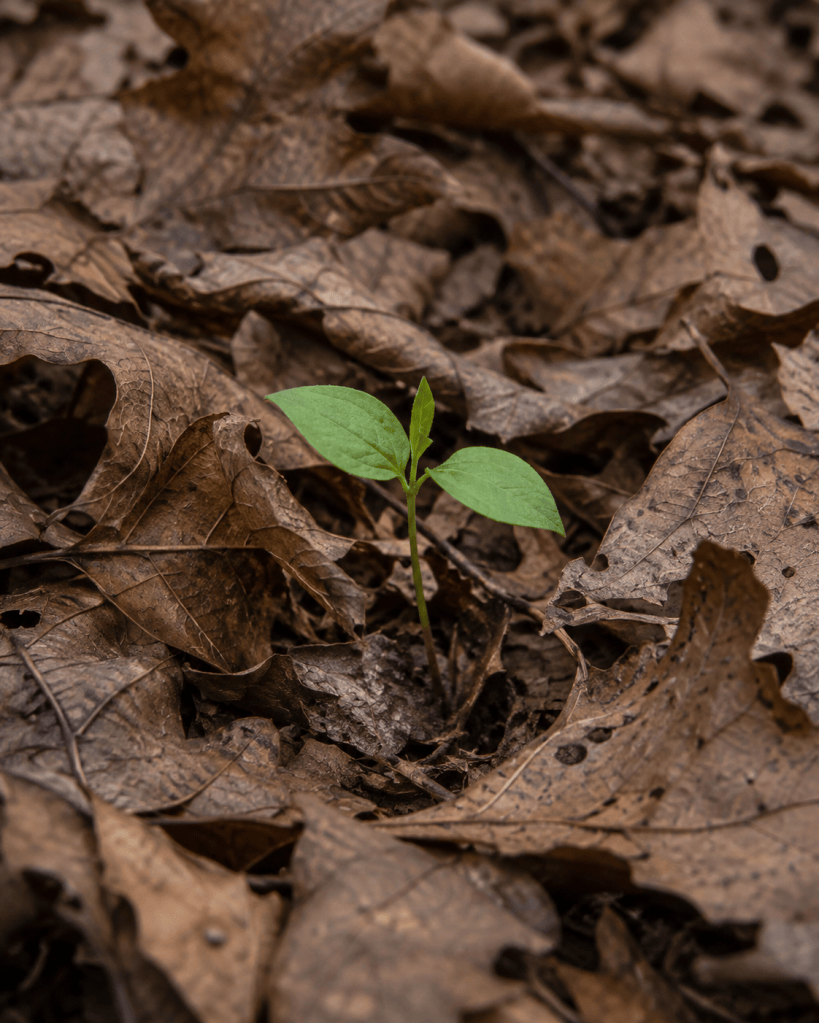 A small seedling coming up through fallen leaves on a forest floor