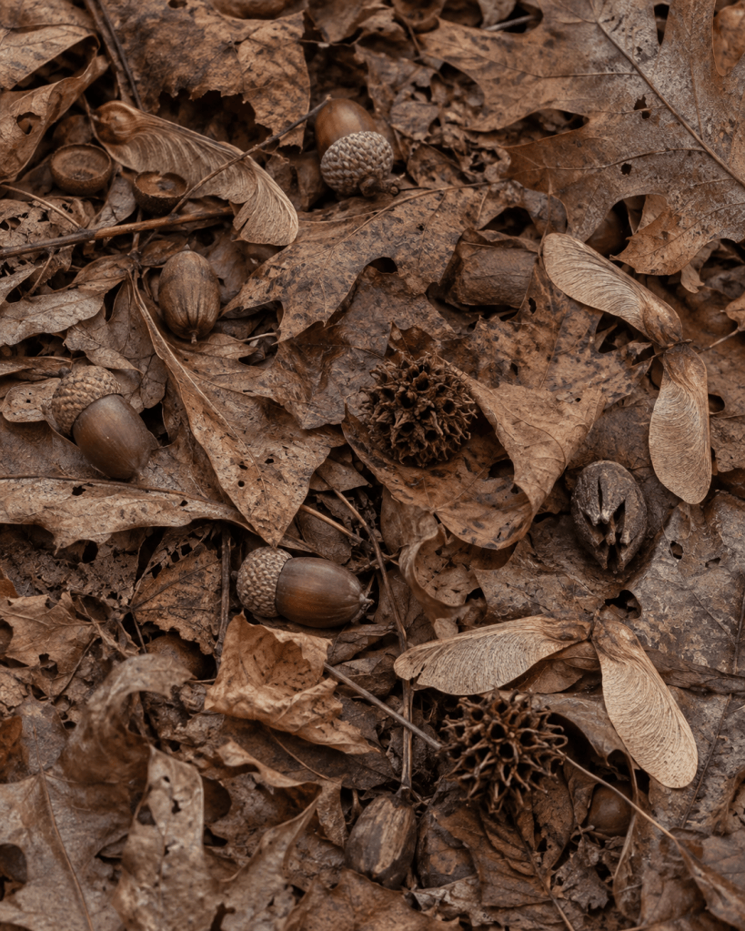Acorns and seed pods scattered across fallen leaves